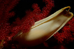Macro 60mm, Nikon D80, Subal Housing, Subtronic Flash. by Andy Kutsch 